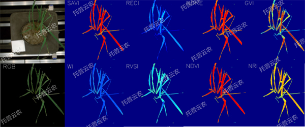 逆境模擬及植物生長監(jiān)測平臺-高光譜成像與指數分析結果.jpg